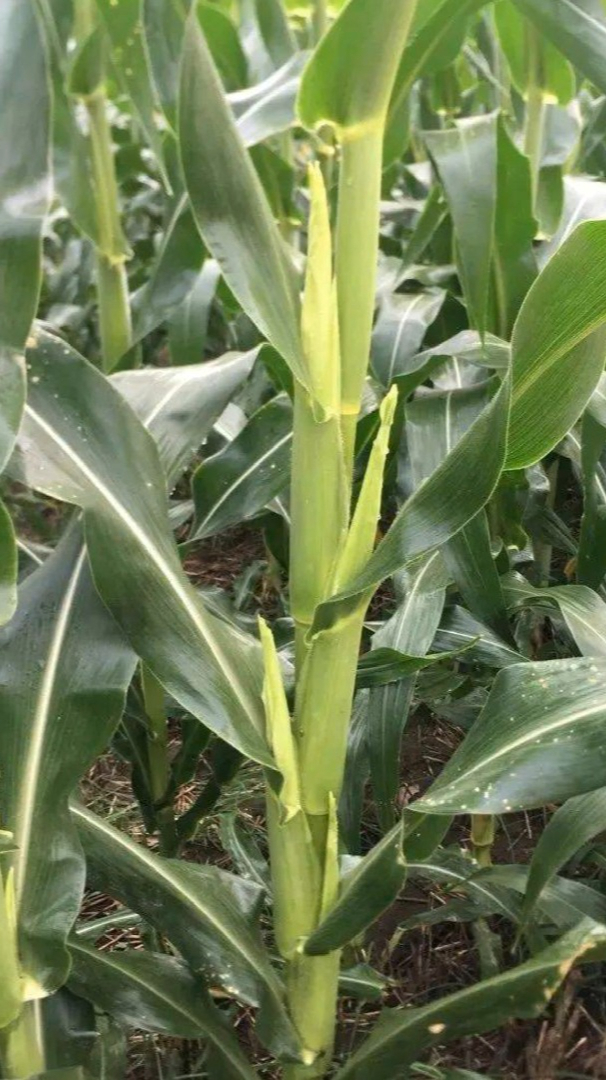 显微镜下的玉米叶横切面