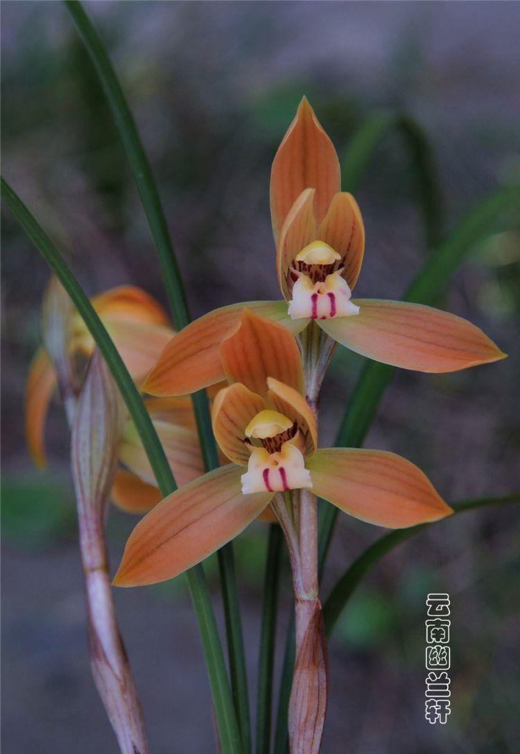 春兰名品色花——红双喜,花姿优美,兰香幽远,养护简单普草价格