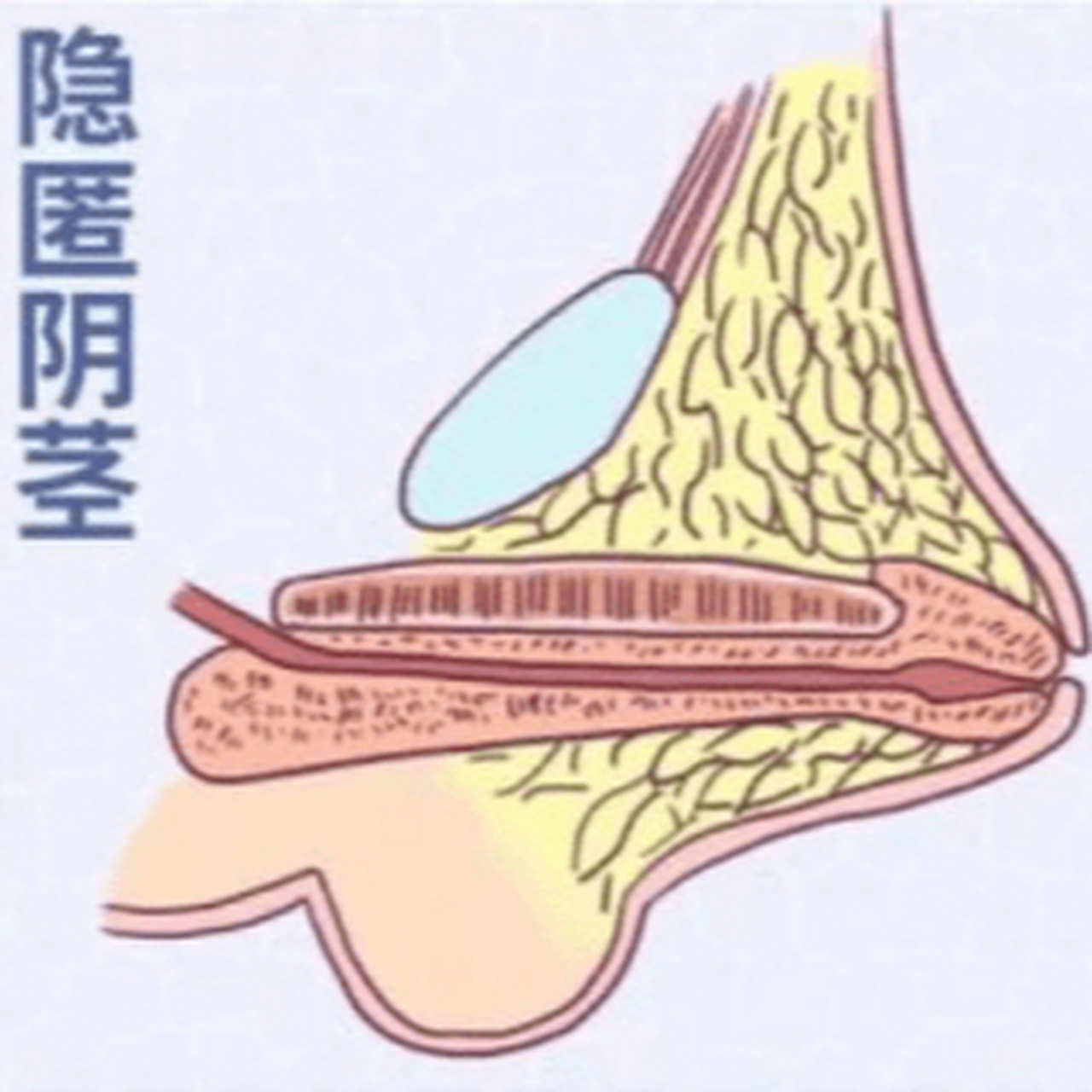 正常男性殖器真人图图片