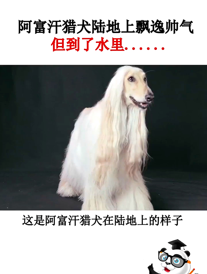阿富汗猎犬在水中的样子,颠覆你的想象 科普 动物 冷知识-度小视