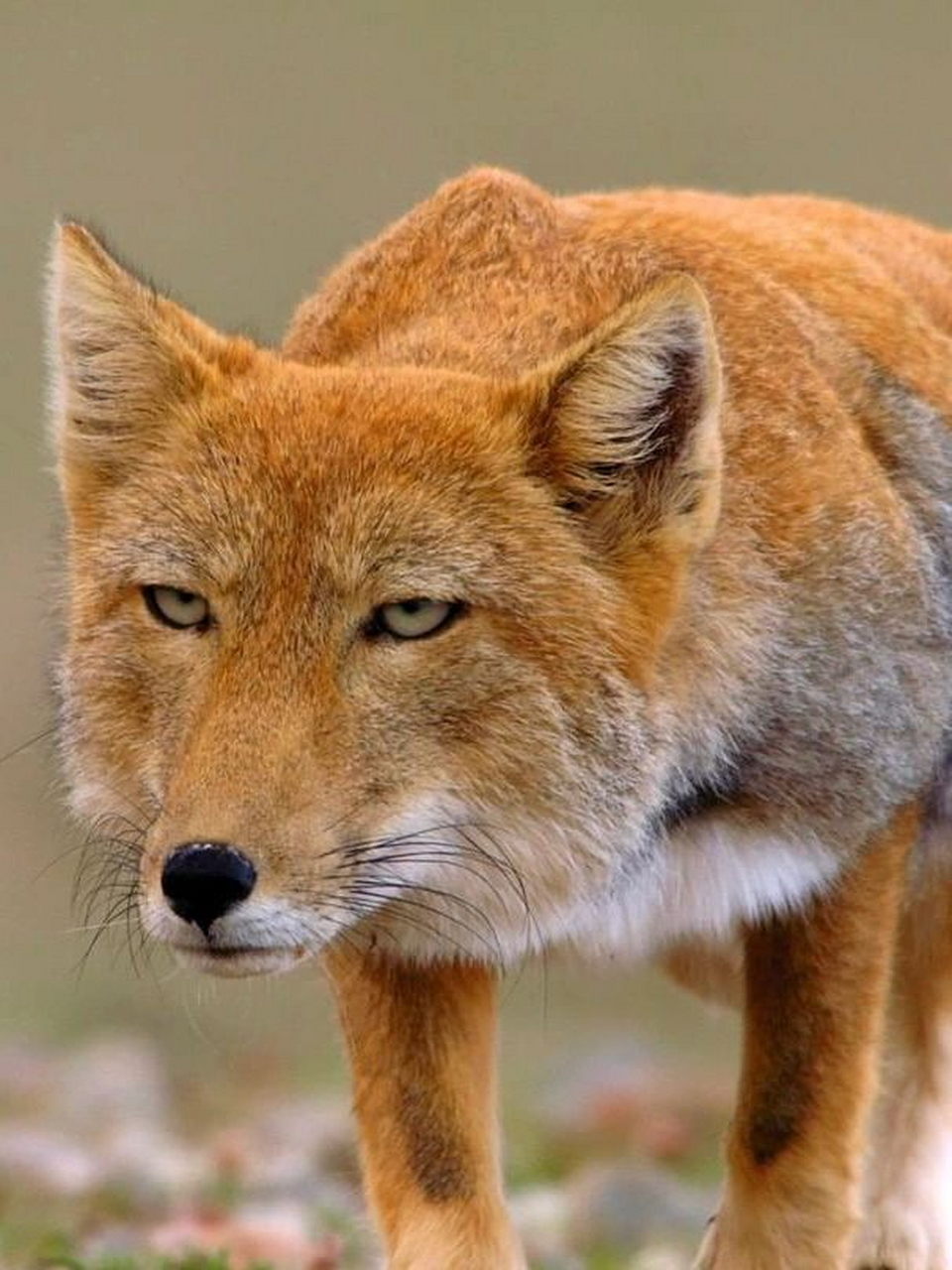 如果妲己长这样 名称:藏狐,藏沙狐,西沙狐  英文名:tibetan fox  分类