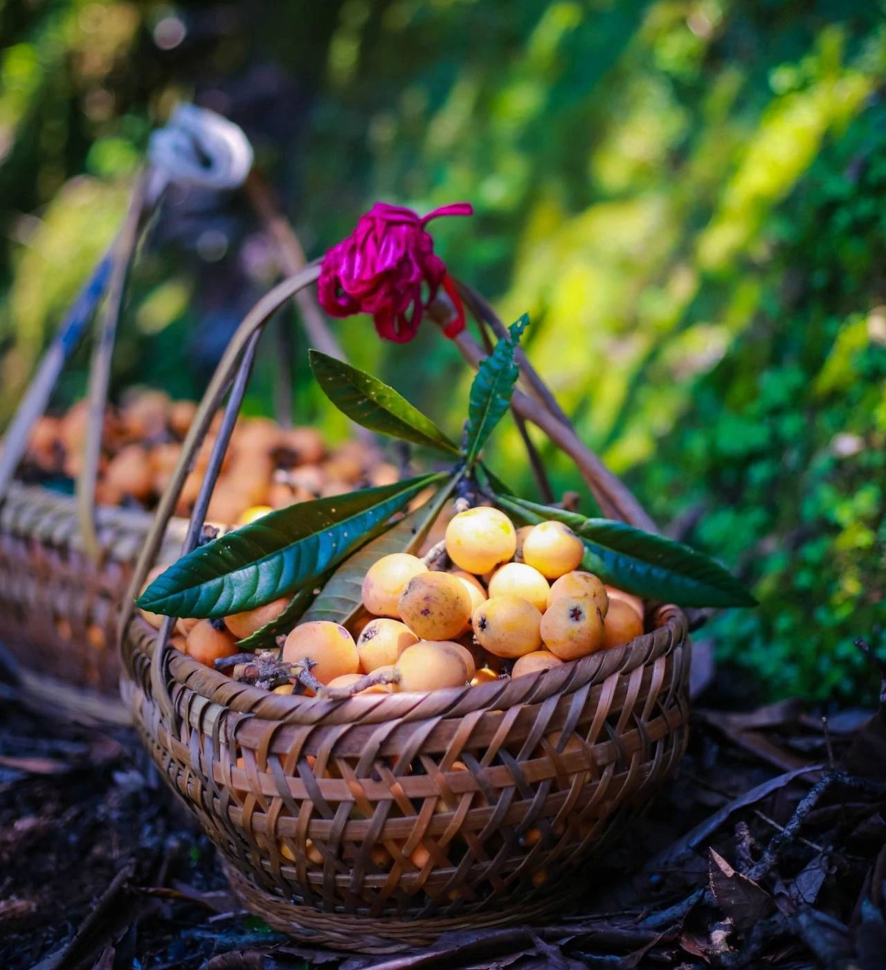 快来歙县三潭采枇杷,走进阳产土楼,一起游新安江品鱼头宴
