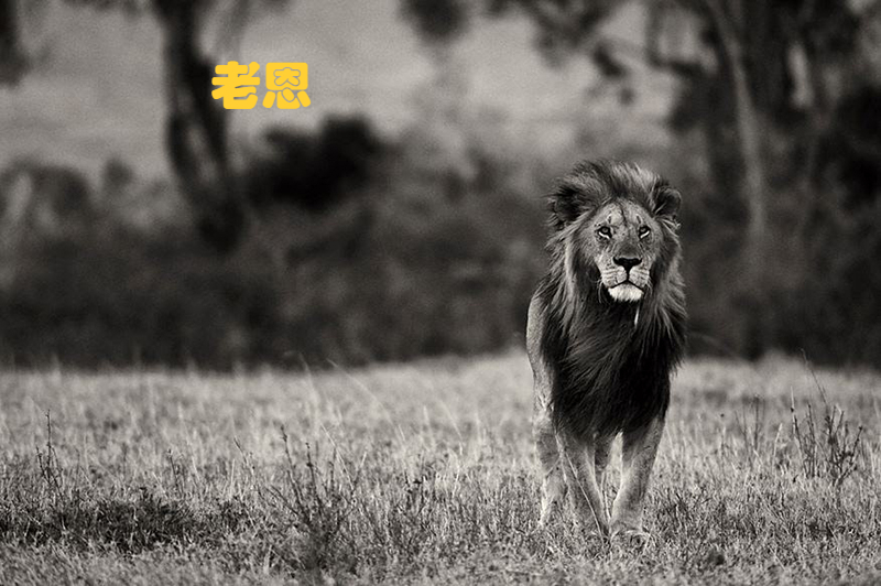 传奇狮群坏男孩联盟