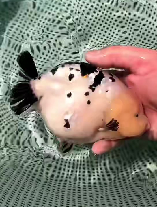 元宝体奶牛兰寿,瓷白底