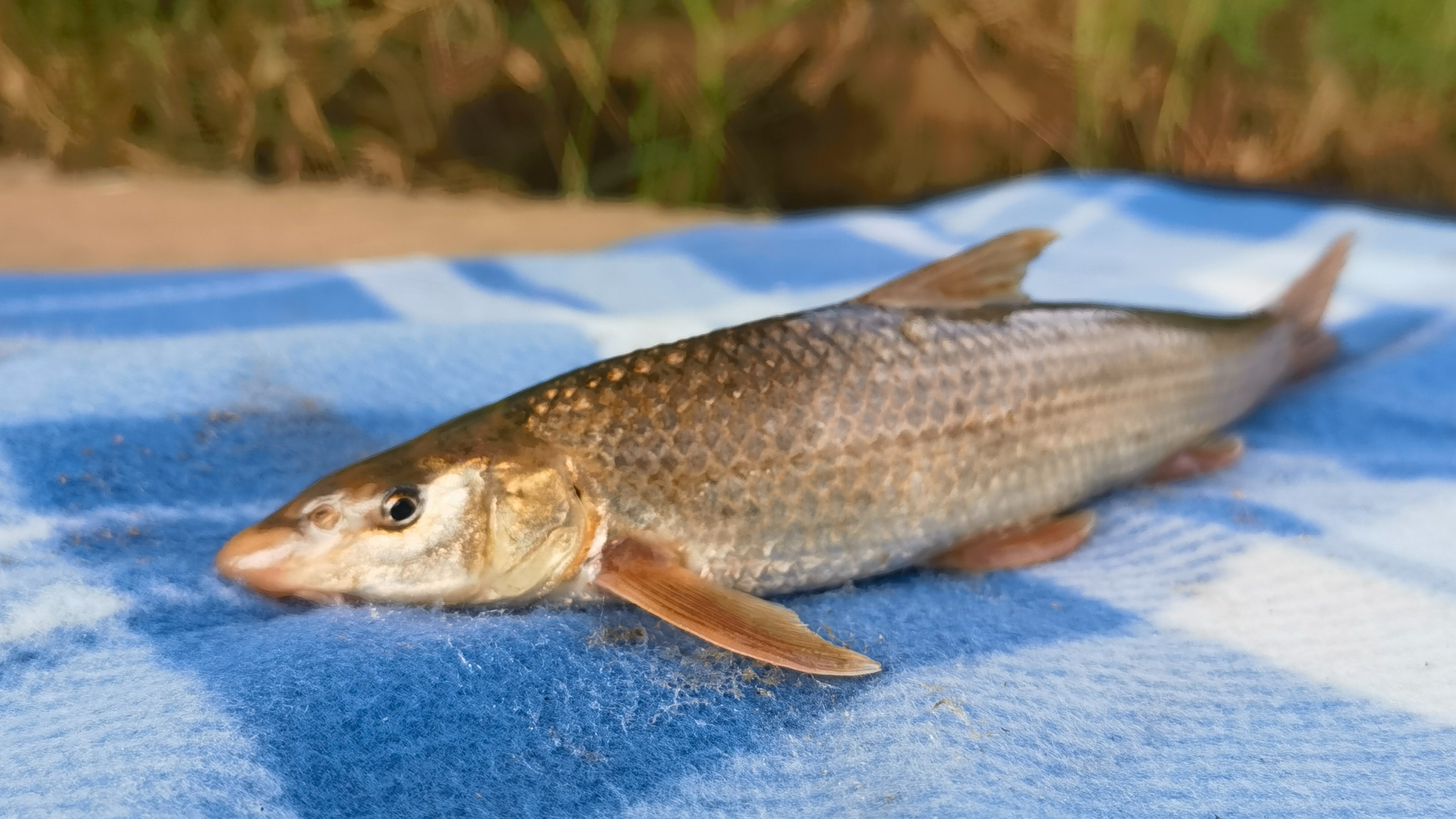 黃河釣魚有意外,鄭州釣友釣獲