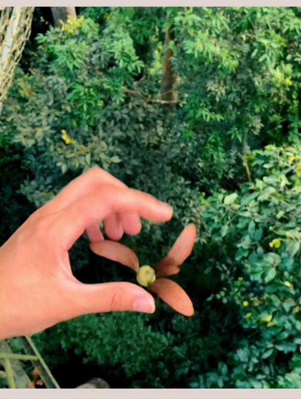 望天树种子是旋转下落的,好神奇!-度小视