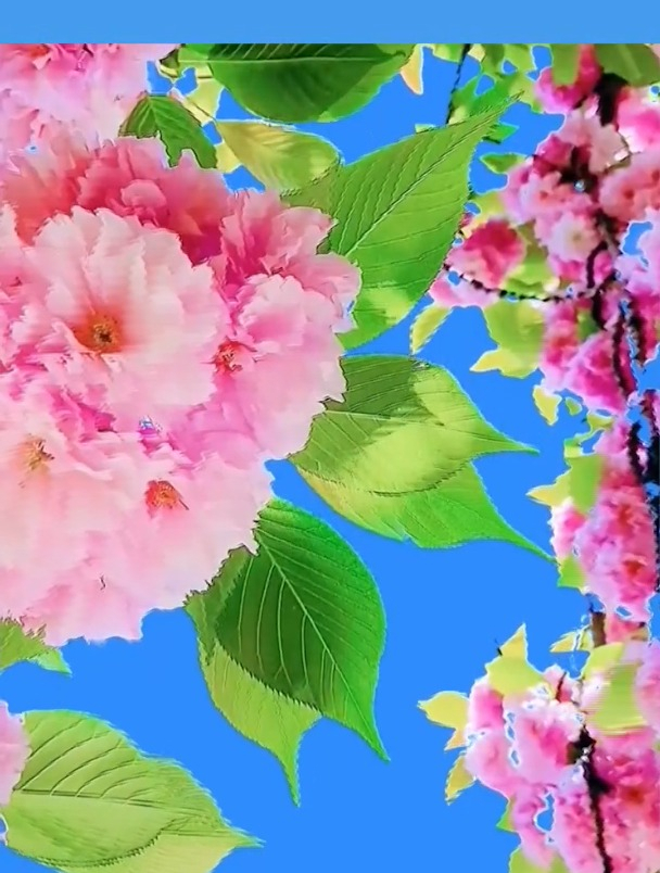 风景:创作灵感 樱花绿幕素材 (2)!