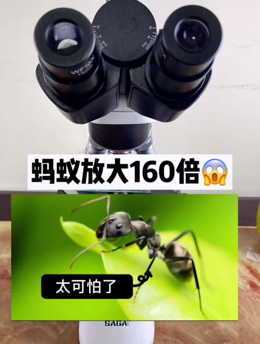 蚂蚁放大160倍,一定要看到最后!