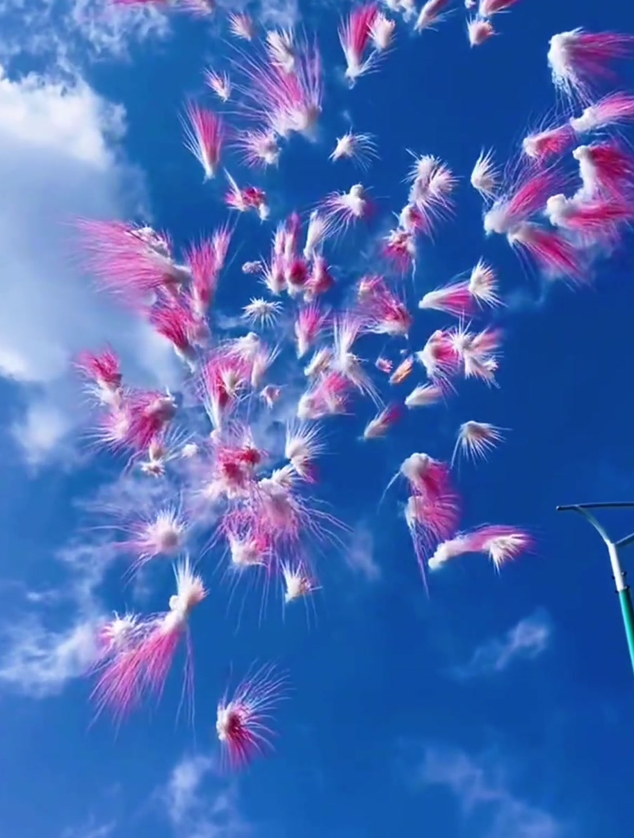你见过白天的烟花吗?把蓝天白云都惊艳了
