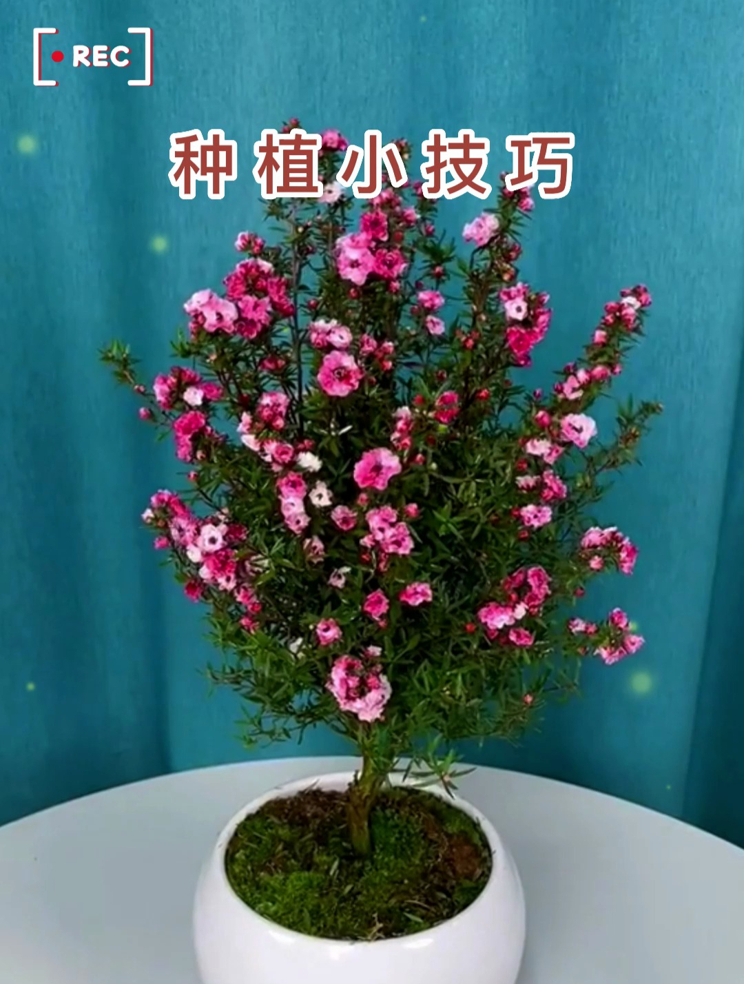 松红梅花期超长的"战斗机",一盆能开几百朵花,养在家好兆头