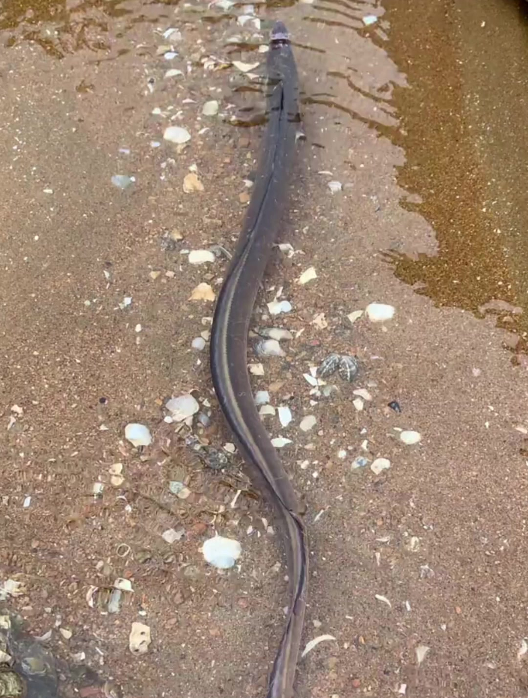 最像蛇的鱼,有点不敢抓