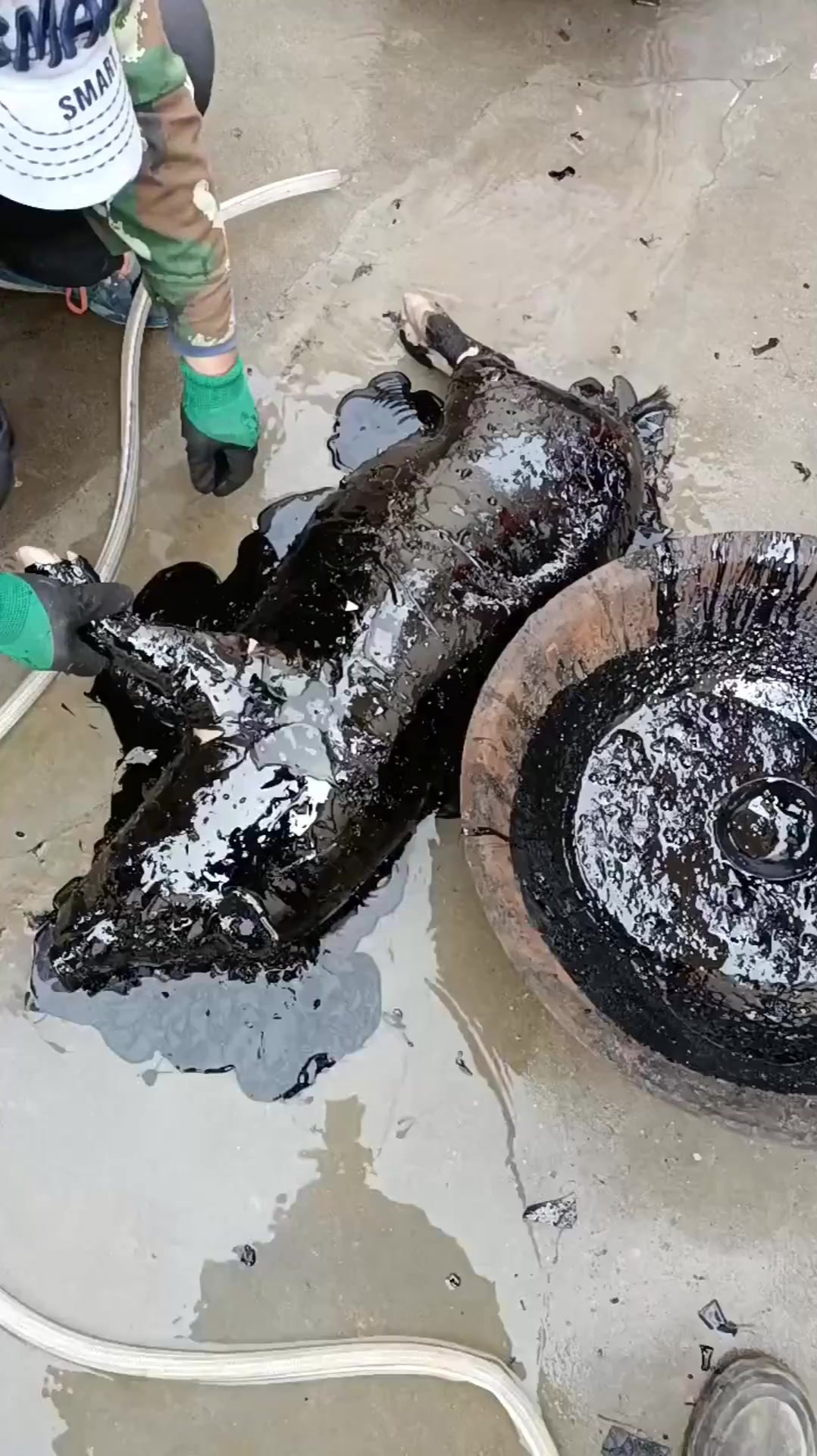 沥青拔毛,怒我直言,太黑了!-度小视