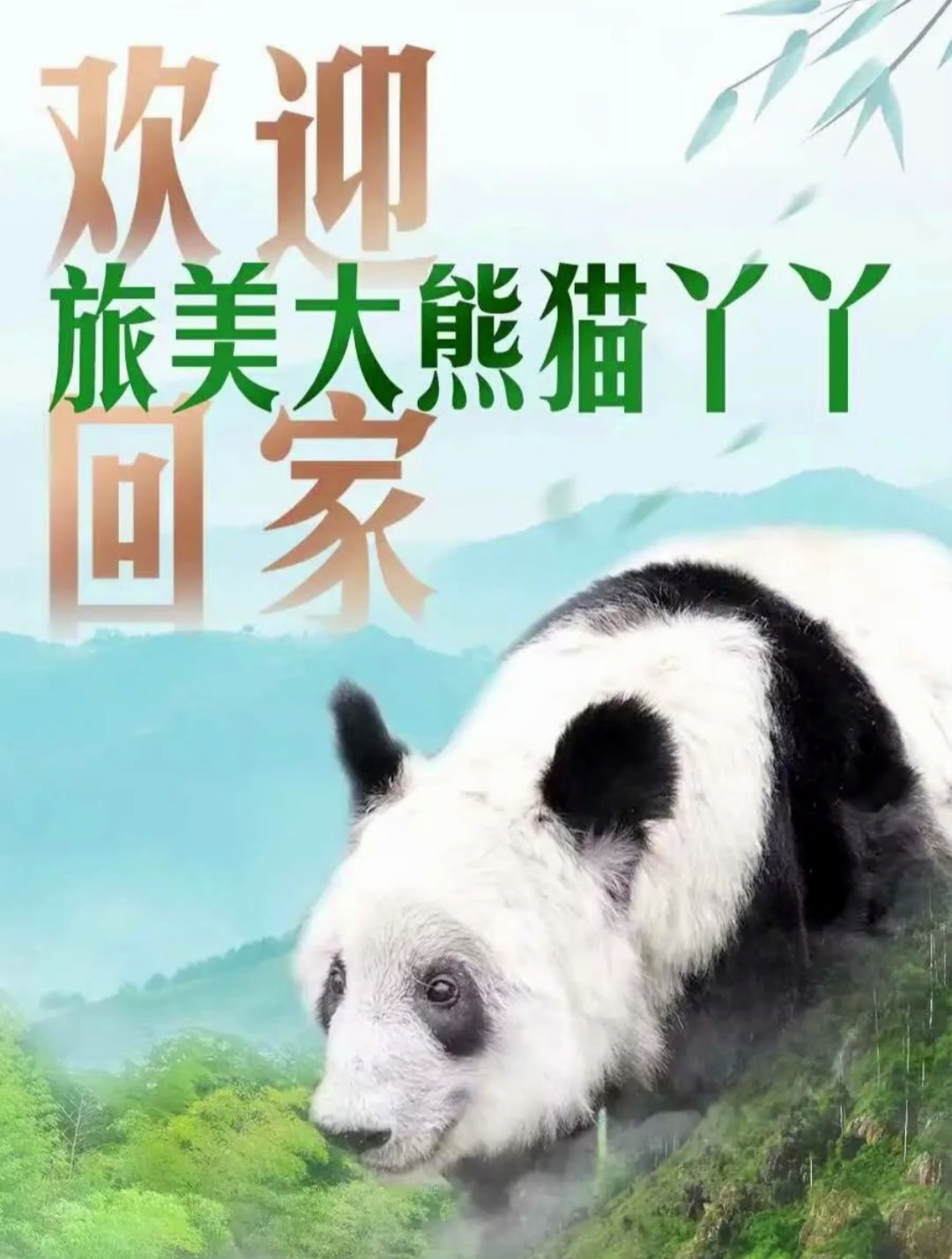 离家20年,旅美大熊猫丫丫回国啦!预计今日下午5时抵达上海