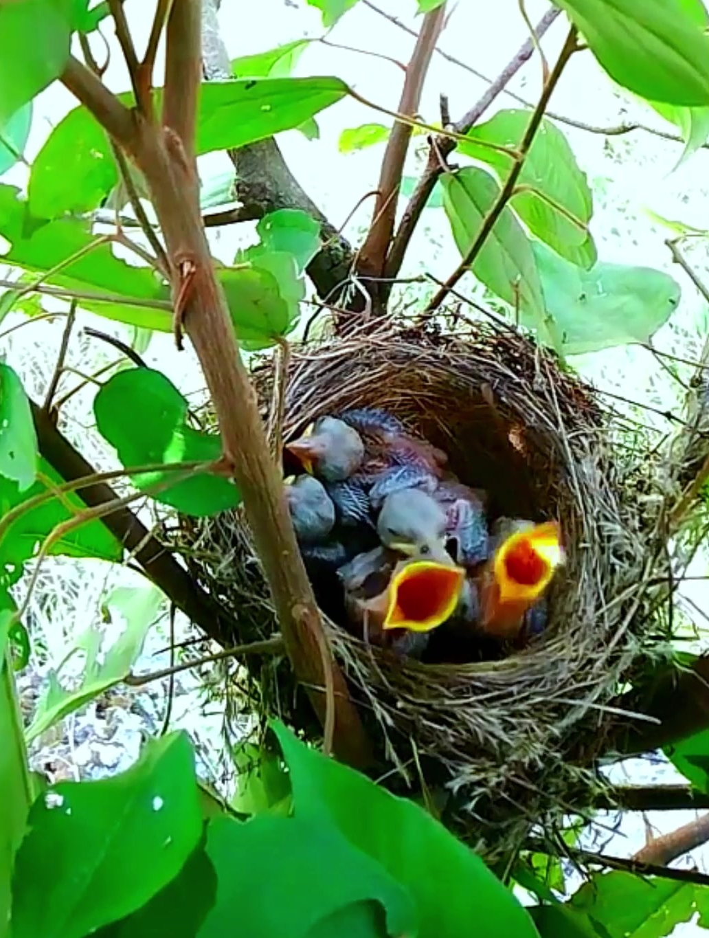 "小猛禽"伯劳鸟,一窝生了5只幼鸟,它是怎样育雏的?-度小视