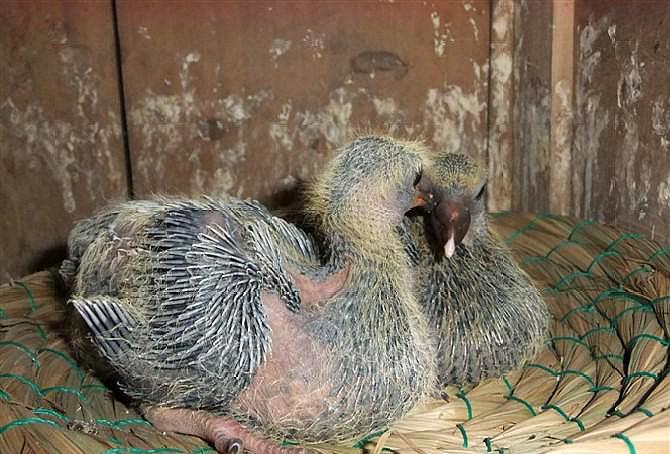 幼鸽要注意避免受到鸽蝇的影响