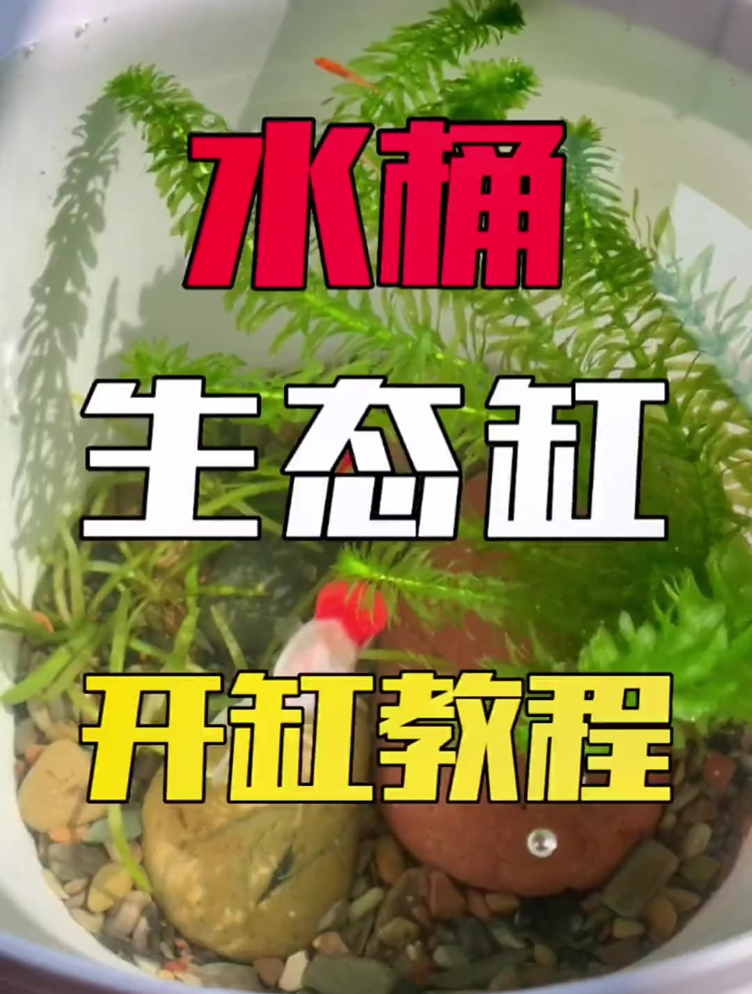 水桶生态缸养鱼开缸教程,不过滤,不打氧,不换水的懒人鱼缸