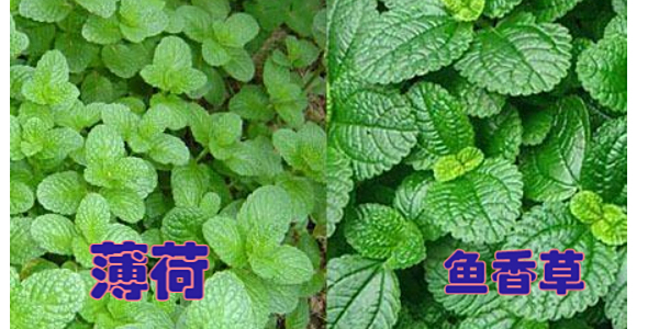 鱼香菜是不是薄荷