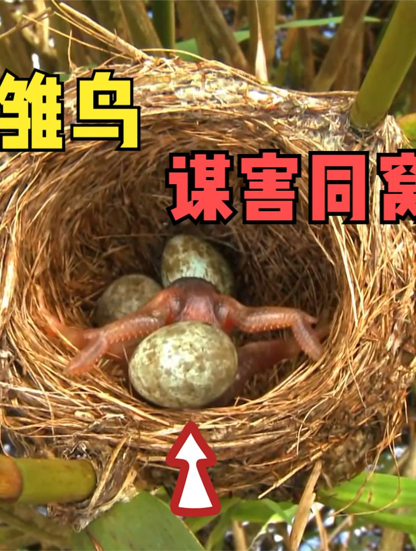 杜鹃鸟借巢生蛋,幼鸟刚出生就会"谋杀",邪恶基因已深入骨髓?-度小视