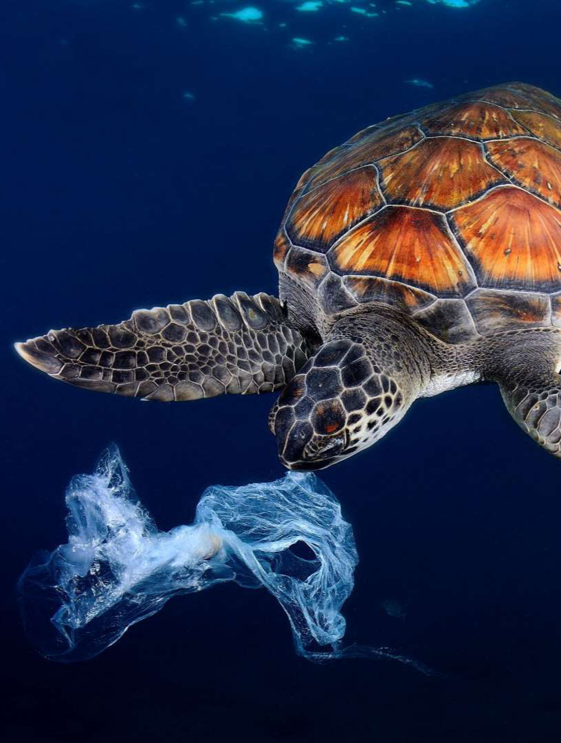 海洋被污染后,动物将会变异成什么样子-4-度小视