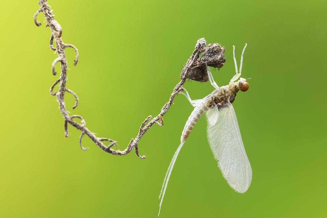 蜉蝣比喻人的寓意是什么