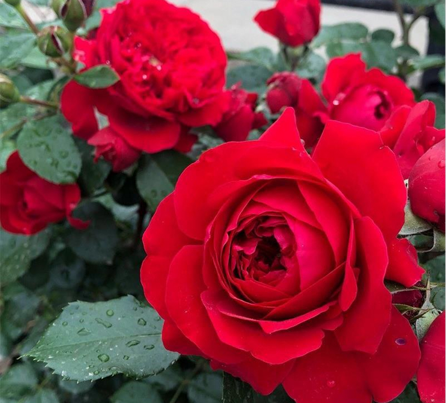 蒂娜月季是玫瑰家族的一员,以其独特的美丽和持久的芬芳受到全球花卉