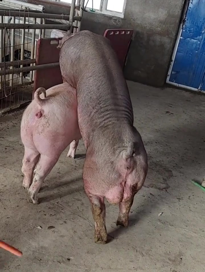朋友家的母猪发情了,找了一只种公猪,三秒结束战斗!