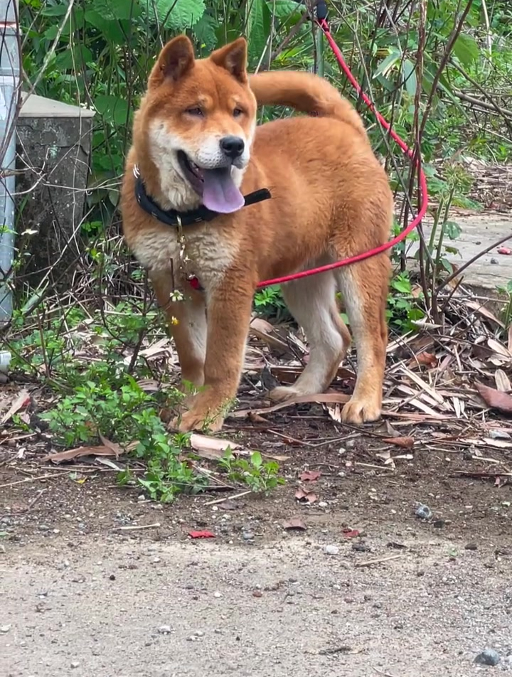 说田园犬是燃烧颜值长大的,那可能是你你没见过真正的中华田园犬