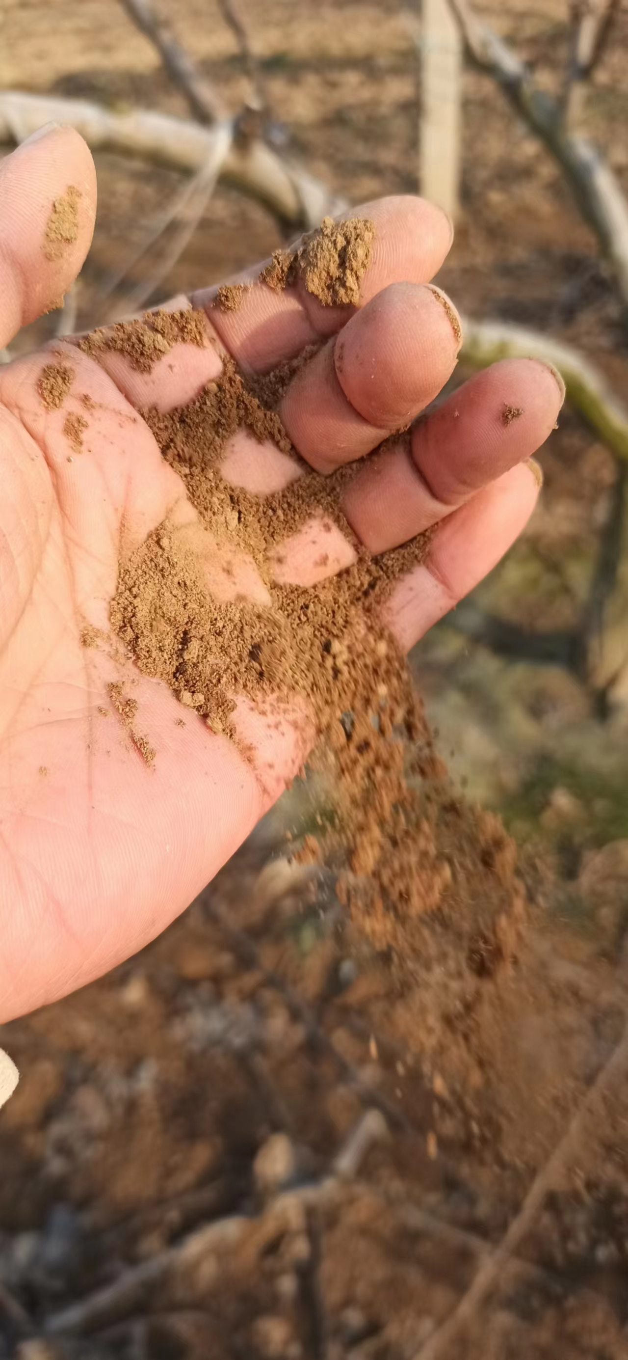 莱阳秋月梨修剪树枝