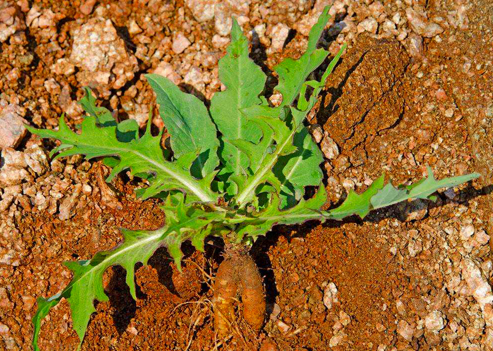 若长在您家旁边,请答应我:"摘叶别挖根",山莴苣真的好珍贵