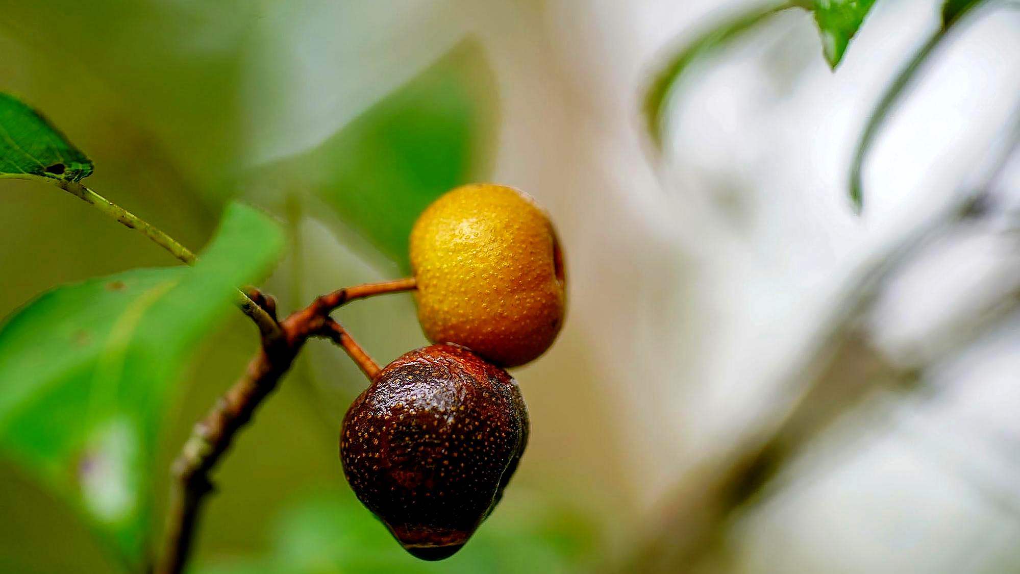 山上随手拍的野生梨