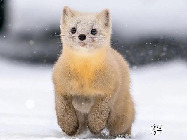 貂和鼬的区别是什么?