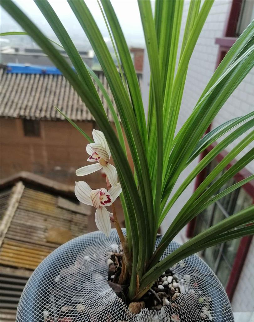—双喜荷,一杆双花,玲珑秀美,香气怡人