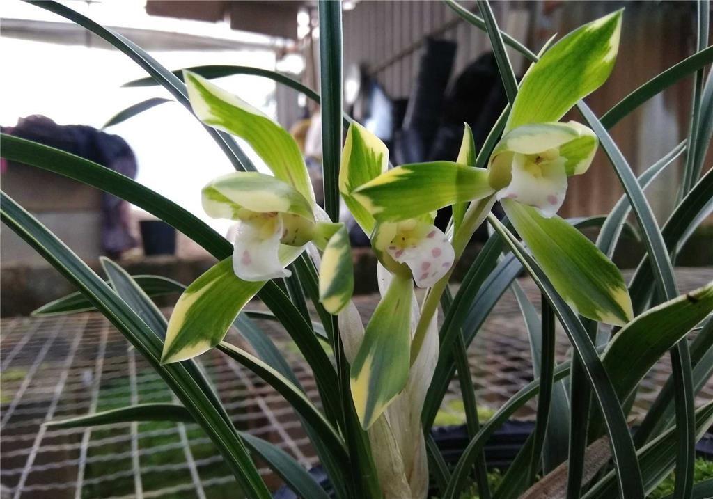 春兰名品雪山天草,花叶具美,兰香迷人,便宜好养护,是养兰首选