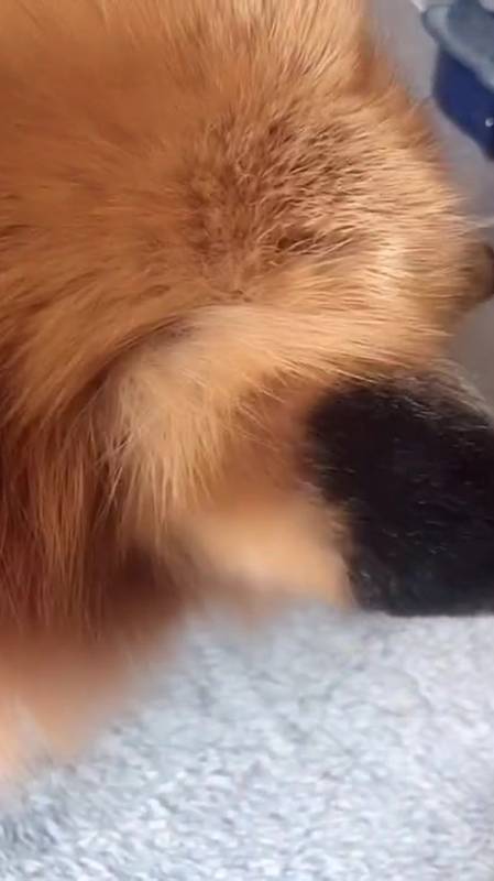 超爱它耳朵背后的毛毛,软软哒