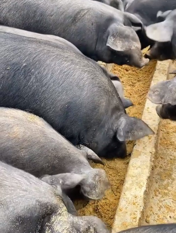 解压的养猪生活,猪吃食原来这么的自愈