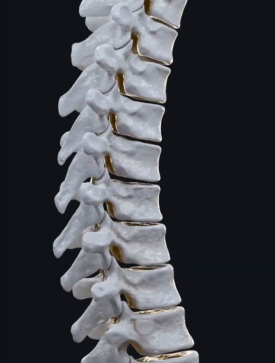 带你认识人体胸椎