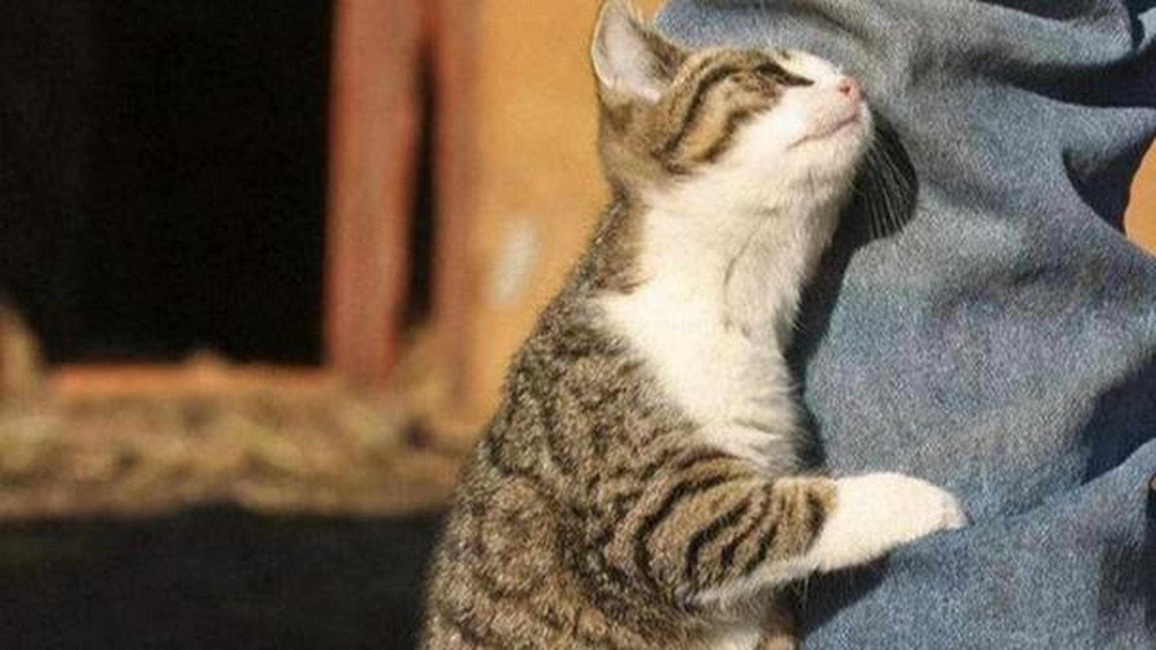 猫咪翘起尾巴蹭人是一种情感表达和交流方式,表达亲近友好和寻求关注.