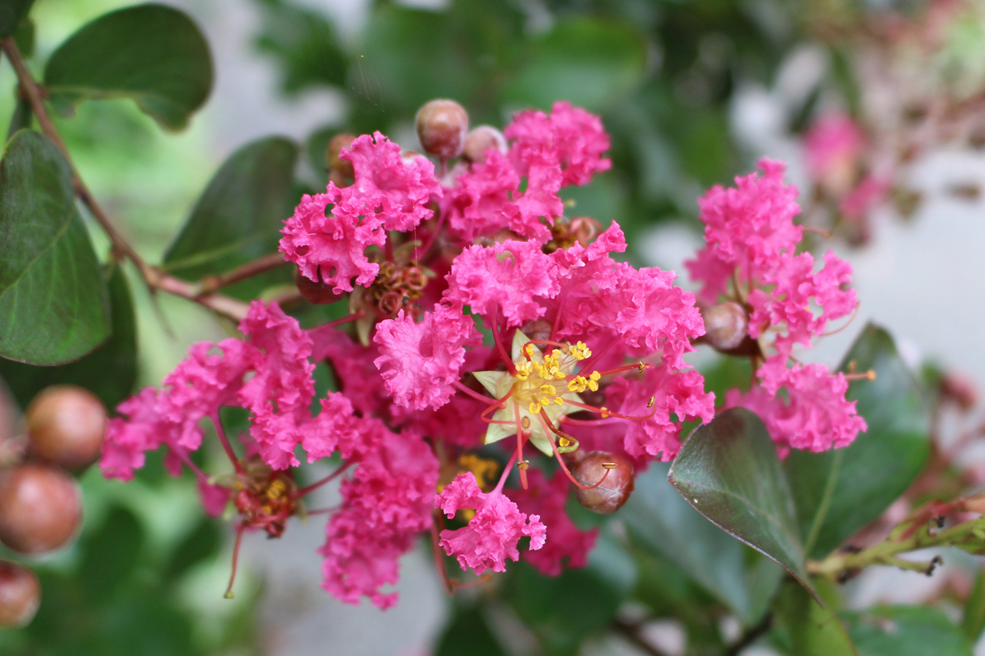 紫薇花是一种美丽观赏植物,需要适宜环境,水分,保暖,施肥和定期修剪等