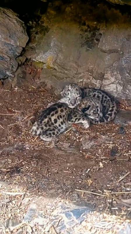 高原上的雪豹幼崽,太可爱了-度小视