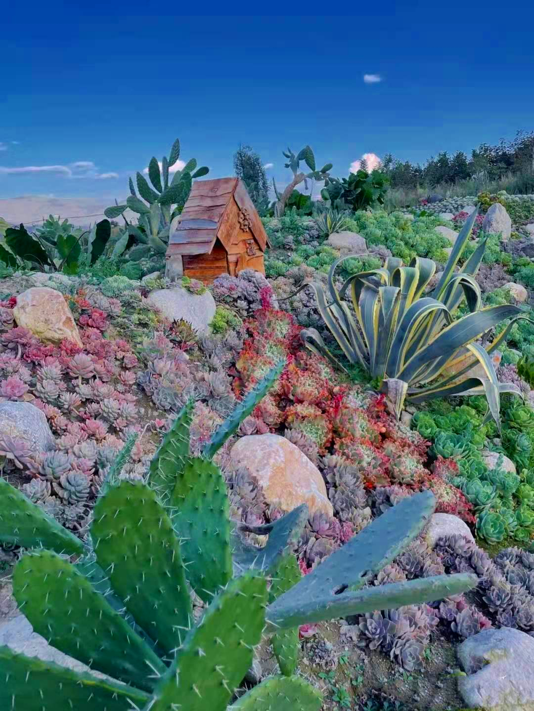 她把多肉养成了"城墙",庄园式造型惊艳了一众网友