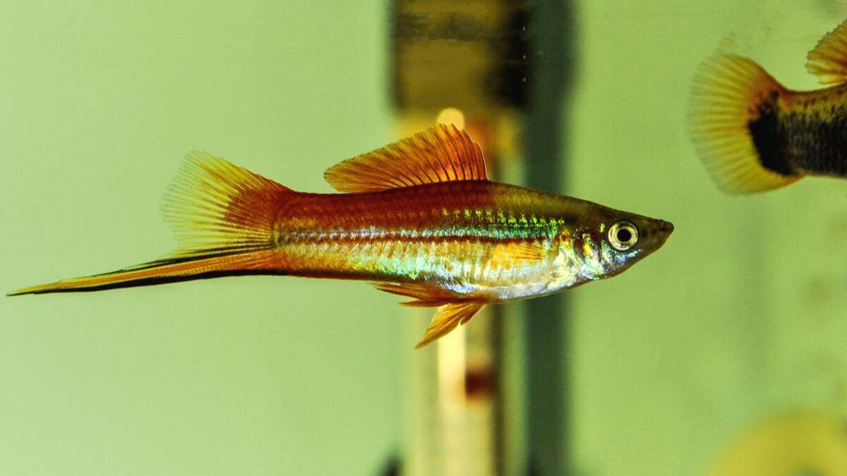 都说红剑尾鱼好养,我们该怎么养呢?你要注意这6点