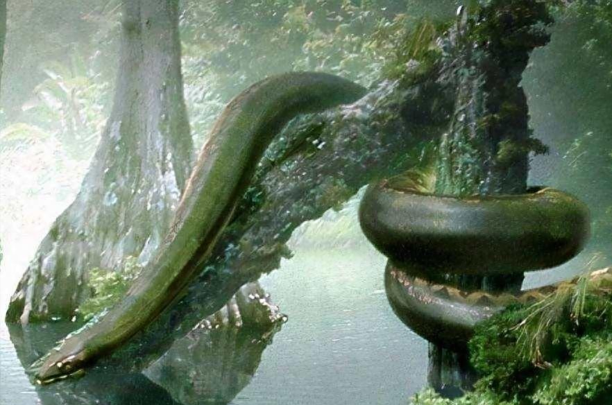 世界上最大的蛇究竟有多大?秦岭"盘山巨蟒"真的存在吗?