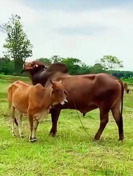 小伙回村搞养殖,牵着公牛和母牛婚配,这场面太绝了1-度小视