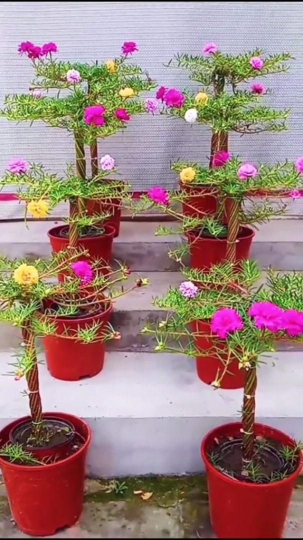 棒棒糖太阳花 养花小知识 家庭养花-度小视