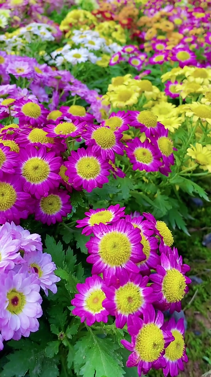 各种颜色的菊花希望你们喜欢