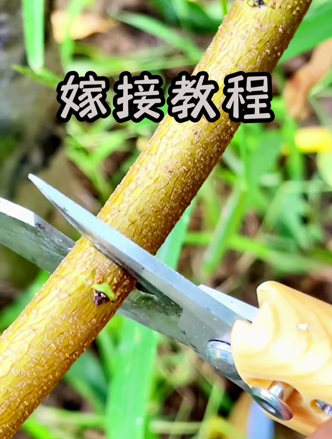 今天教大家一个果树嫁接方法,还不快点赞收藏起来?