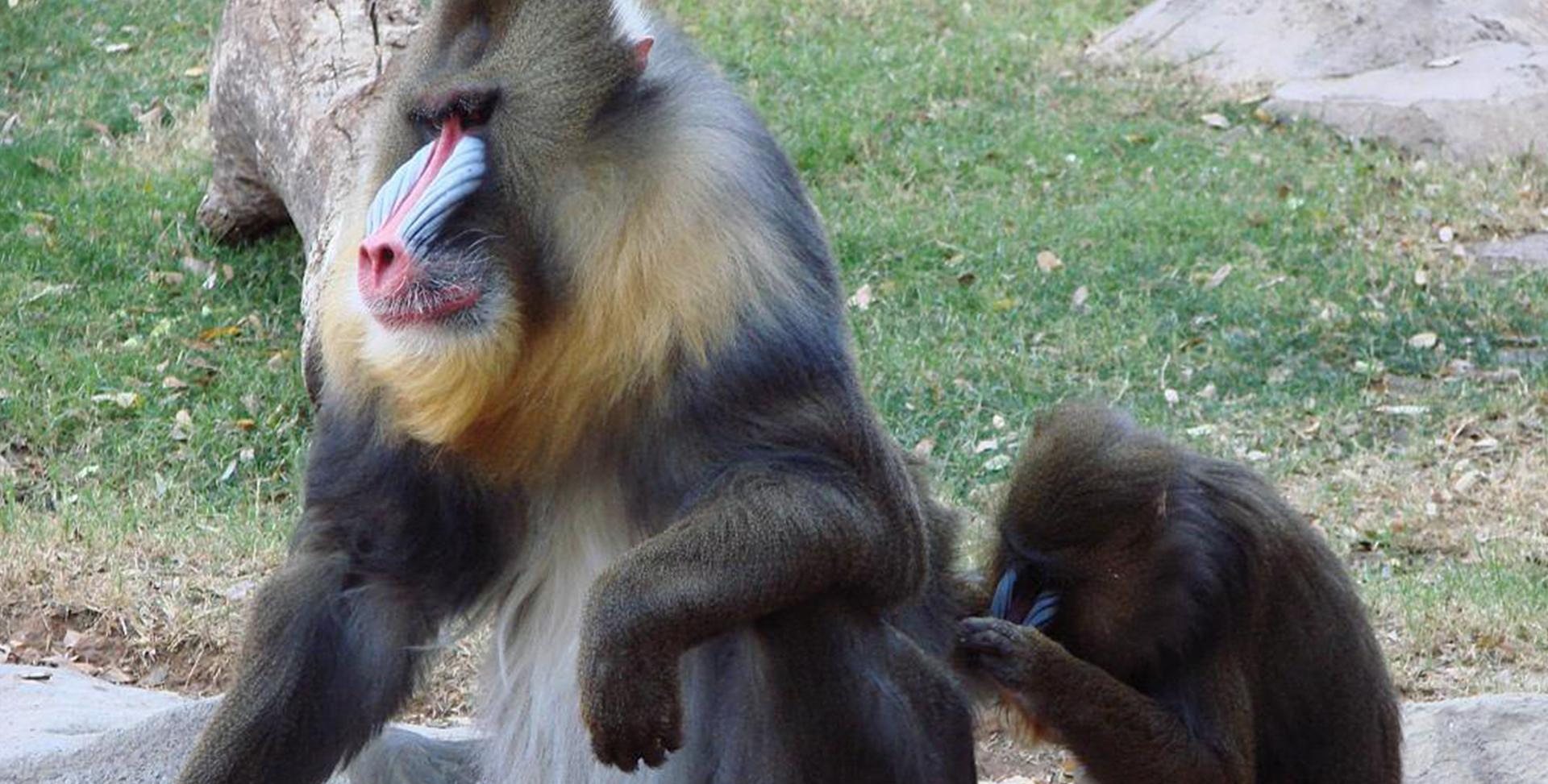 正如传说中描述的那样,山魈的确是一种极其凶猛的动物.