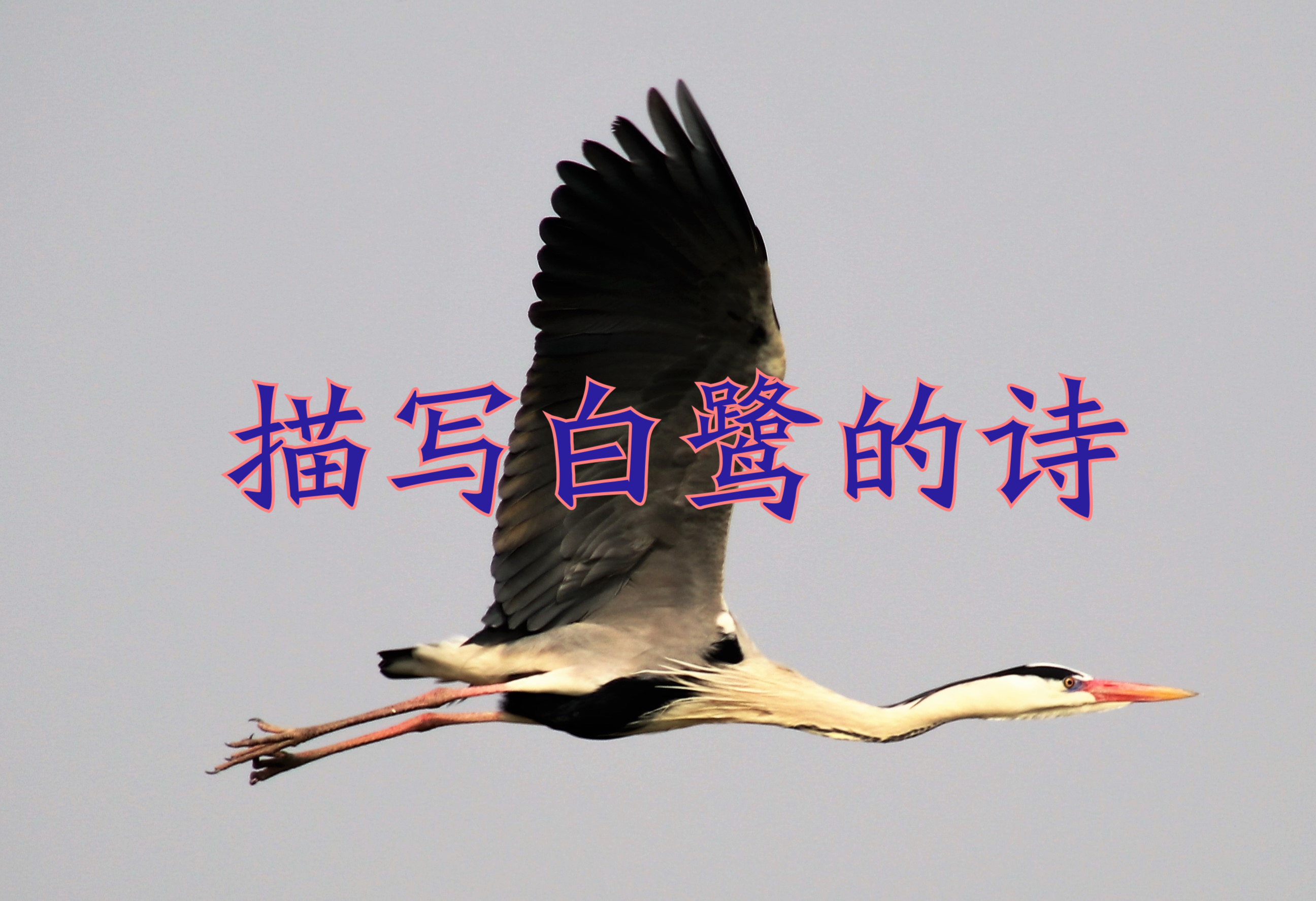 描写白鹭的诗有哪些?