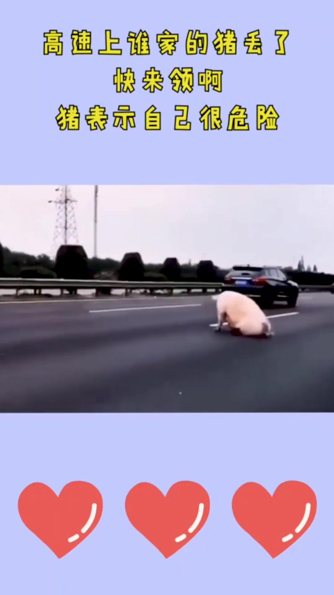高速上谁家的猪丢了,快来领啊,猪表示自己很危险!