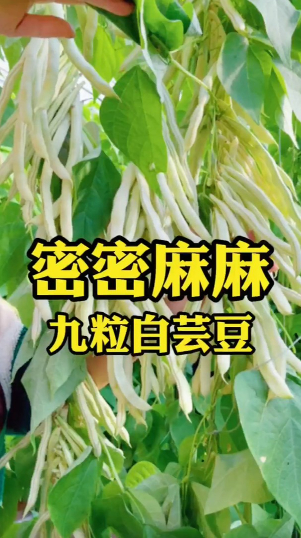 白芸豆对身体的好处,你知道吗?-度小视